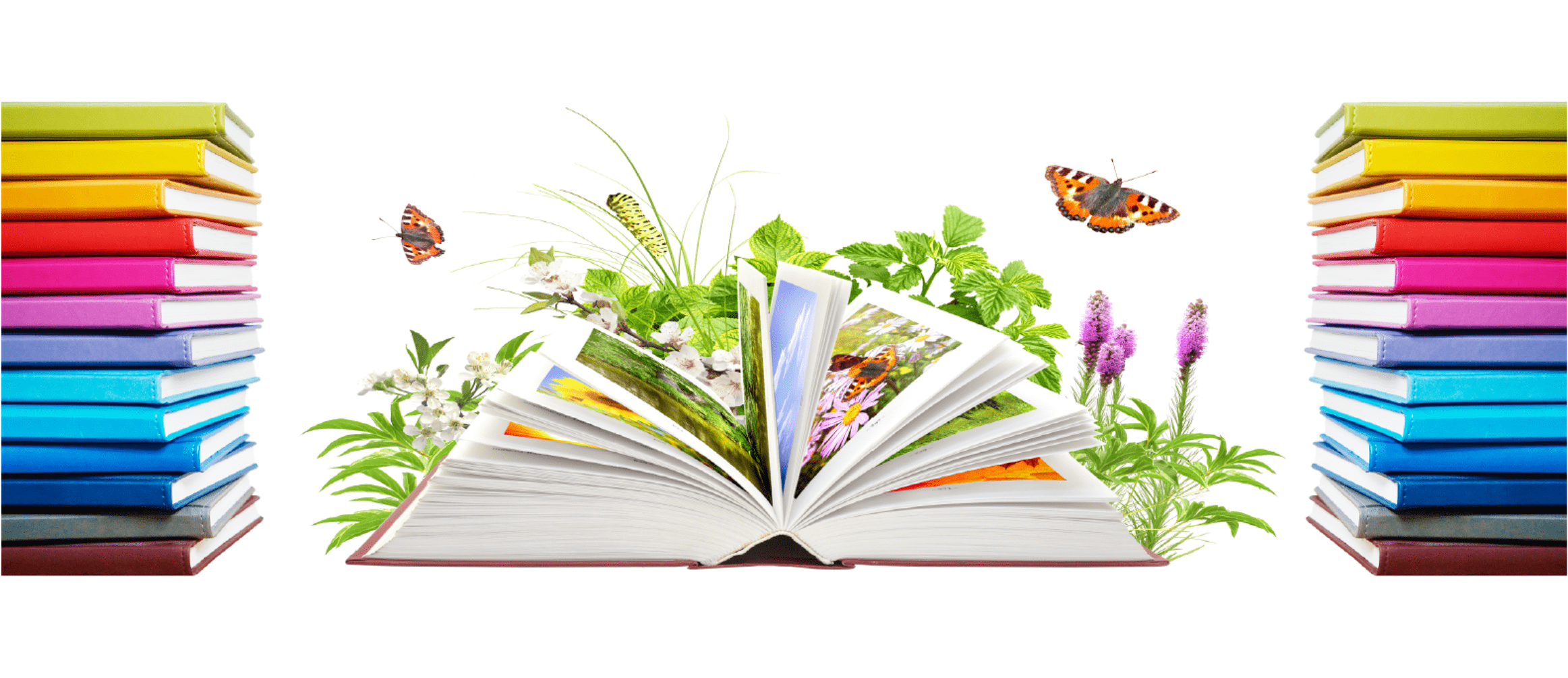 Website Header